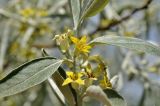 Elaeagnus angustifolia. Верхушка цветущего побега. Приморский край, г. Владивосток, о. Русский, кампус ДВФУ. 24.06.2023.