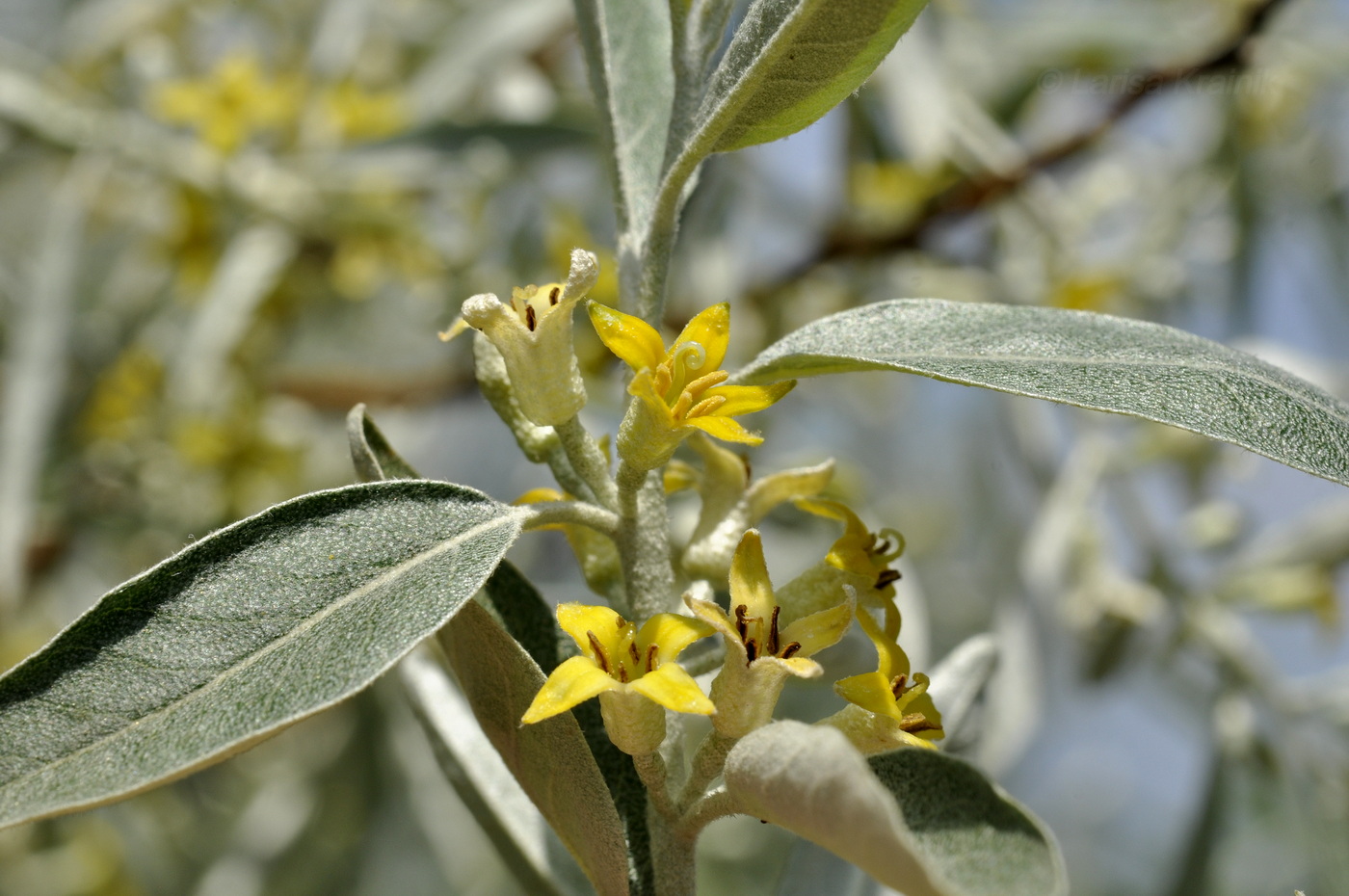 Image of Elaeagnus angustifolia specimen.