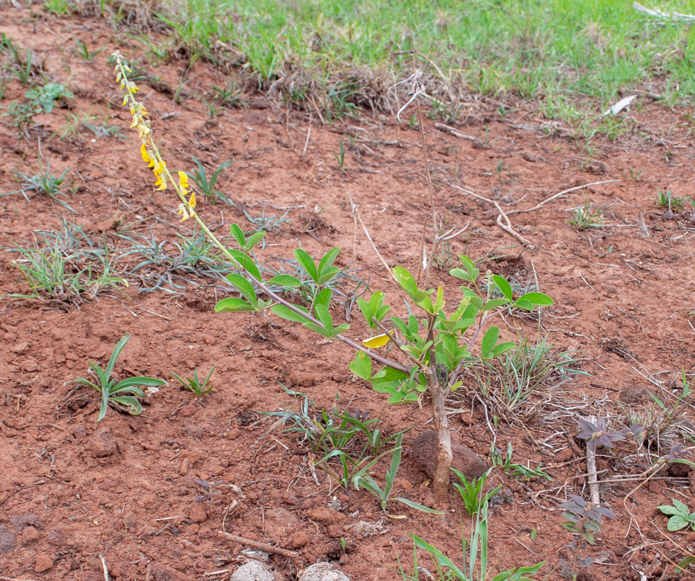 Изображение особи Crotalaria pallida.
