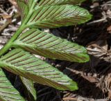 Asplenium decurrens. Часть спороносящей вайи (вид на абаксиальную поверхность). Чили, обл. Valparaiso, провинция Isla de Pascua, северо-восточная часть острова, окр. бухты Ovahe. 13.03.2023.