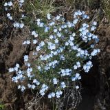 род Eritrichium