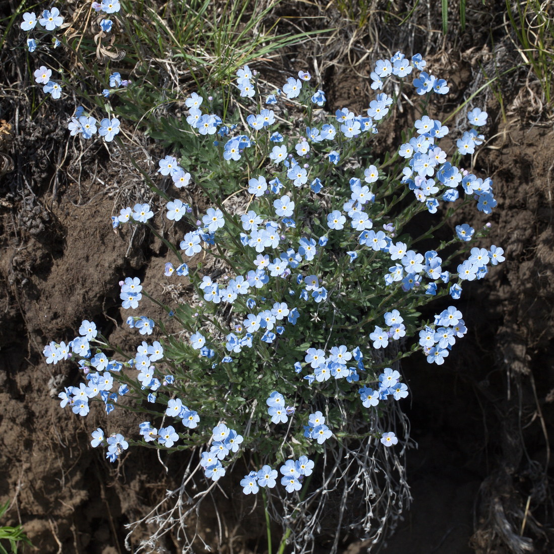 Image of genus Eritrichium specimen.