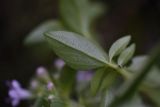 Thymus nummularius