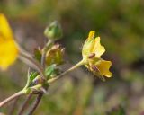 Potentilla crantzii. Цветок. Мурманская обл., Кольский р-н, сельское поселение Териберка, о. Кильдин, окр. маяка Кильдинский восточный, вороничная тундра. 24.06.2023.