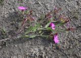 Dianthus imereticus. Верхушка цветущего растения. Чечня, Шаройский р-н, юго-восточный склон горы Чархунышкорт, выс. 2100 м н.у.м, на дороге. 7 августа 2023 г.