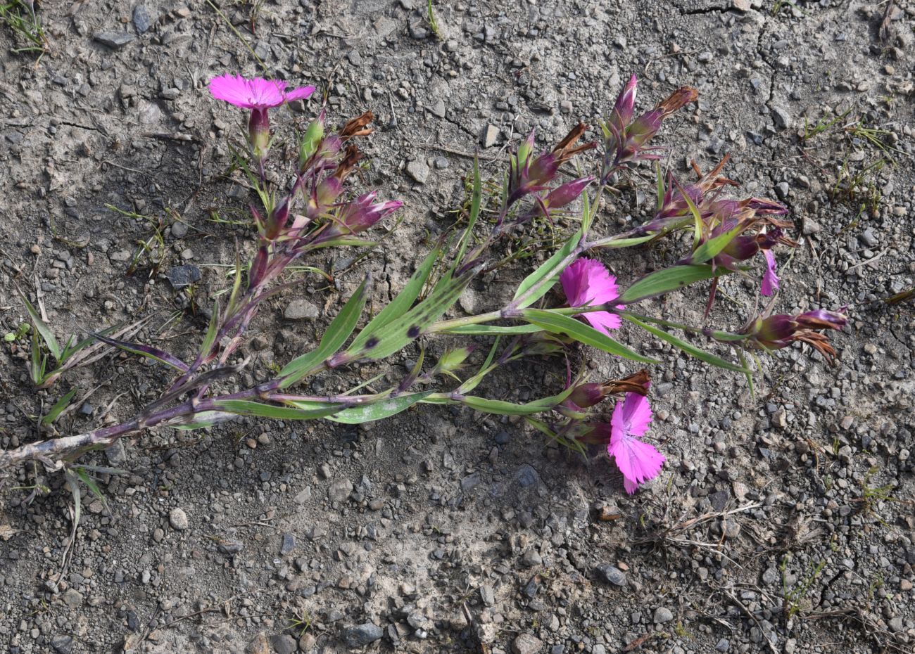 Изображение особи Dianthus imereticus.