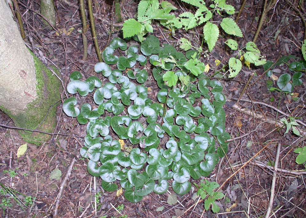 Изображение особи Asarum europaeum.