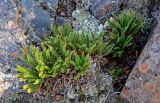 Dryopteris fragrans