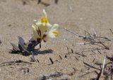 Linaria japonica