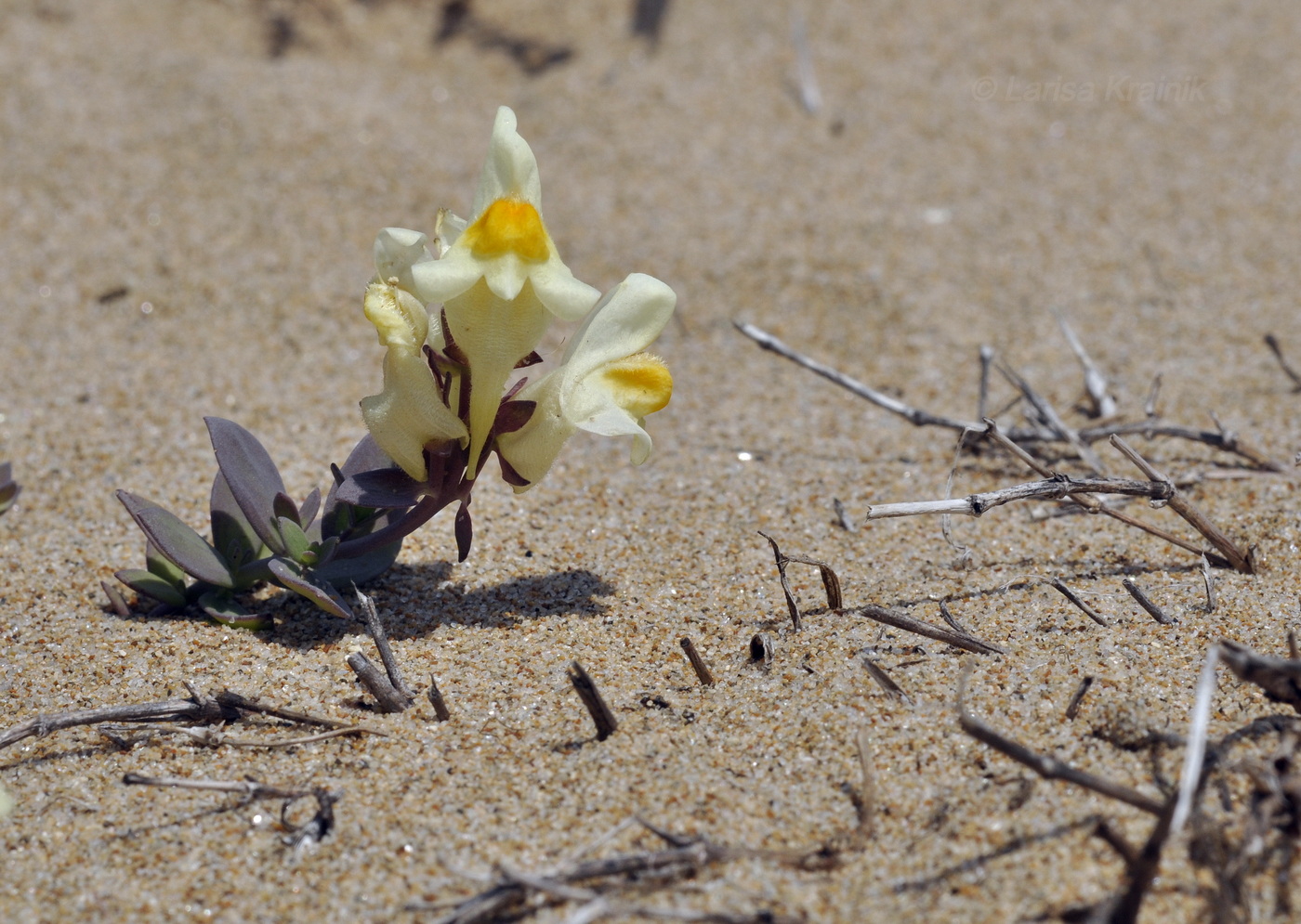 Image of Linaria japonica specimen.