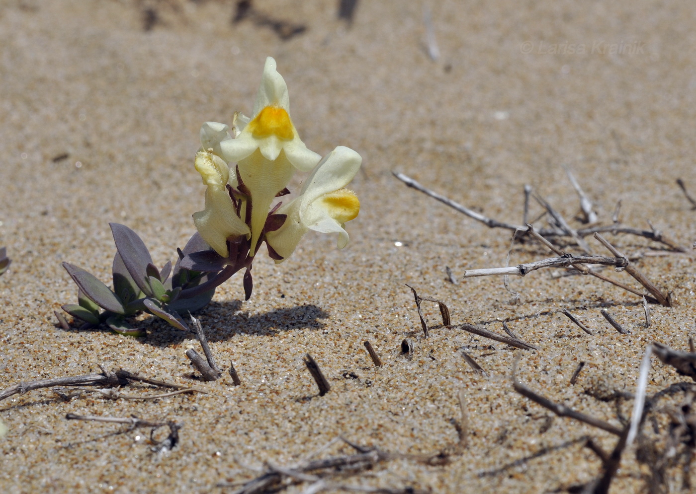 Изображение особи Linaria japonica.