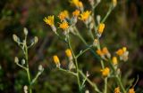 Crepis pannonica. Общее соцветие с распускающимися корзинками. Оренбургская обл., Кувандыкский гор. округ, заповедник \"Шайтан-Тау\", хр. Шайтан-Тау, ≈ 500 м н.у.м., луговой склон. 06.07.2023.