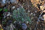 Antennaria dioica