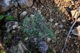 Antennaria dioica. Цветущие растения в сообществе с Dryas. Красноярский край, Таймырский Долгано-Ненецкий р-н, плато Путорана, устье р. Кутарамакан, каменистый склон. 26.07.2023.