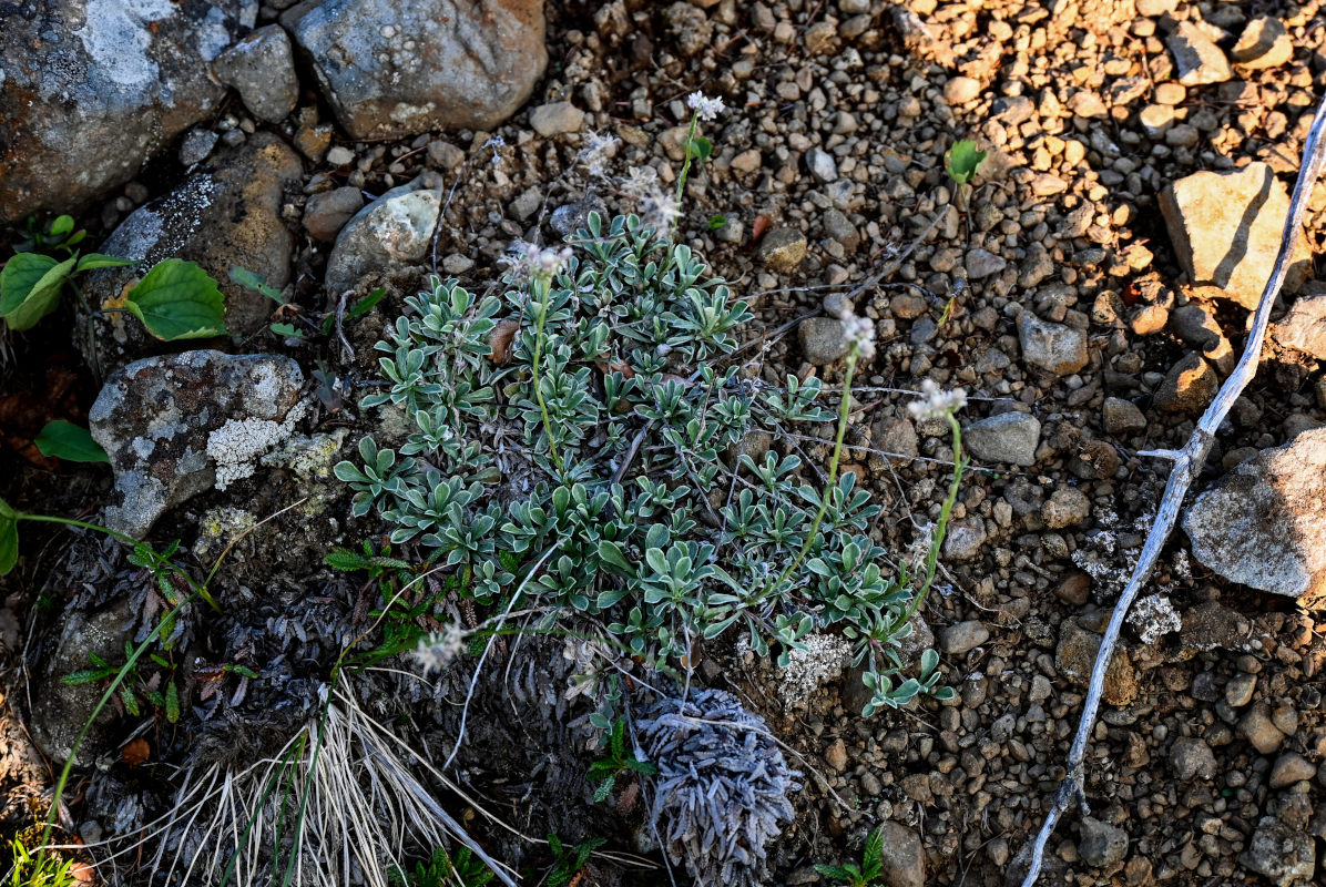 Image of Antennaria dioica specimen.