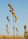 Silene baschkirorum