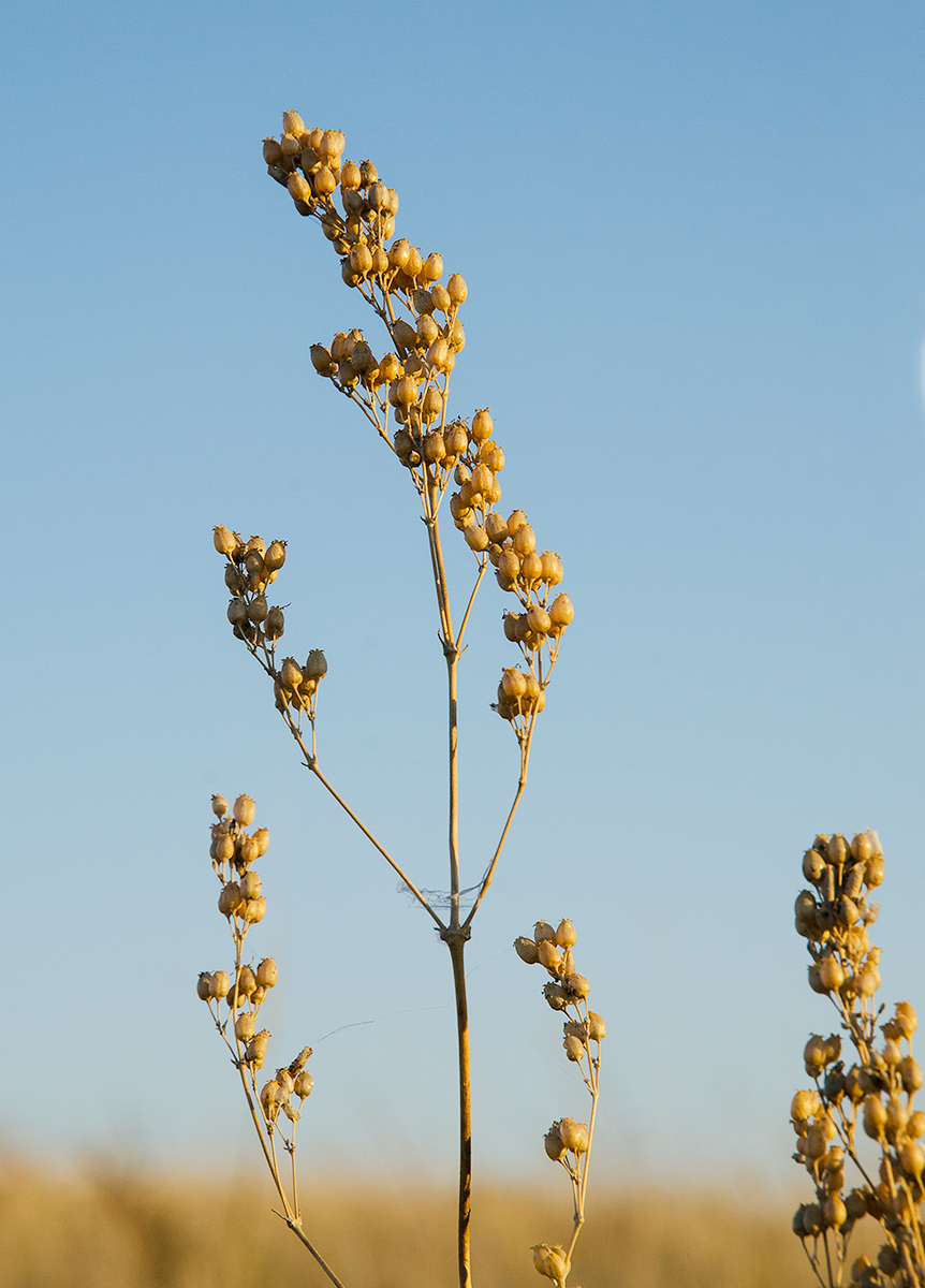 Image of Silene baschkirorum specimen.
