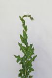 Lactuca serriola