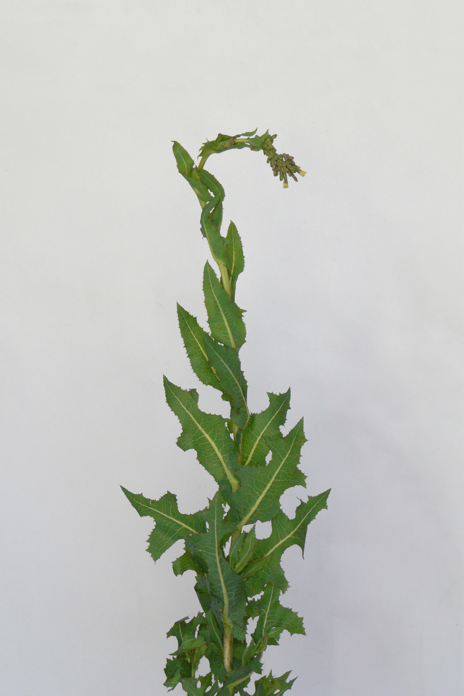 Image of Lactuca serriola specimen.