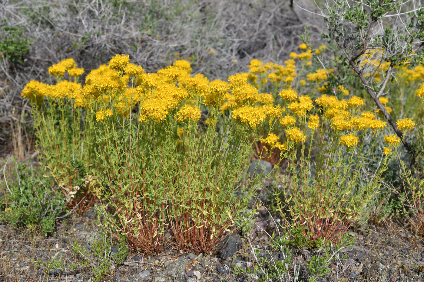 Изображение особи Hypericum scabrum.