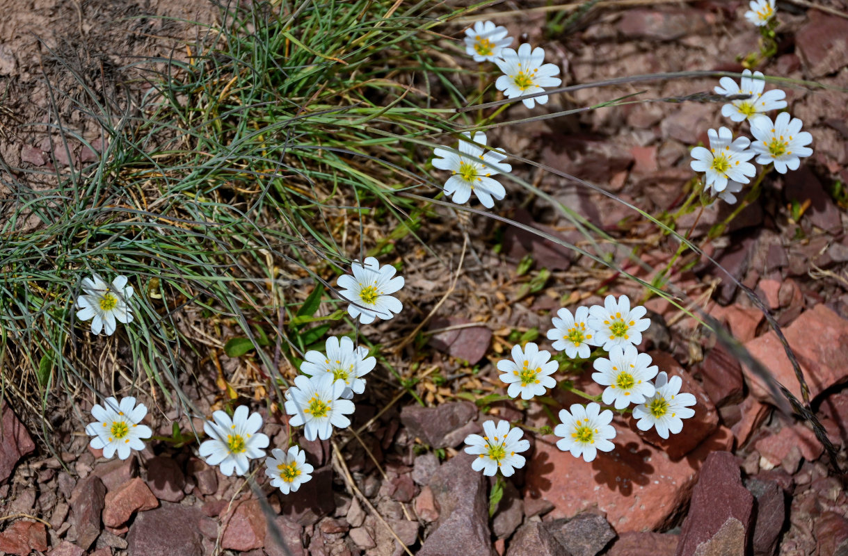 Изображение особи Dichodon cerastoides.