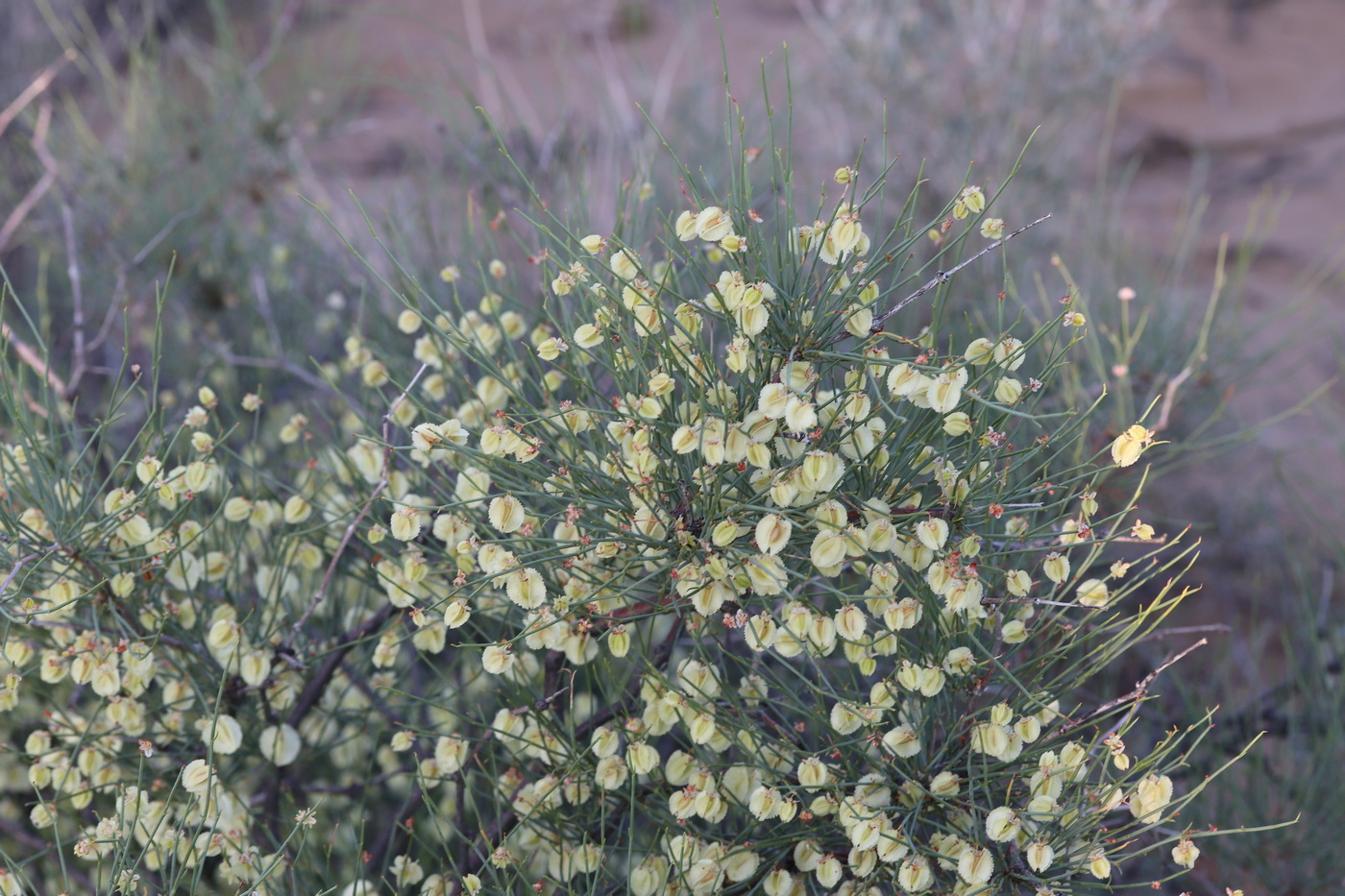 Изображение особи Calligonum leucocladum.