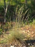 Festuca valesiaca