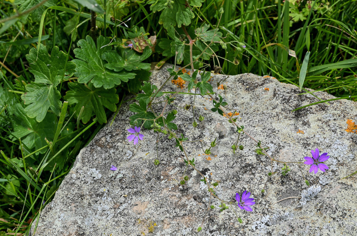 Изображение особи Geranium pyrenaicum.