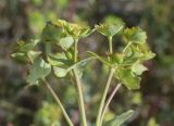 Euphorbia terracina. Соцветие с завязями. Испания, автономное сообщество Каталония, провинция Жирона, комарка Баш Эмпорда, муниципалитет Тороэлья-де-Монгри, окр. устья р. Тер, осушенный участок маршевого луга \"Платера\" (Platera), обочина пешеходной тропы. 28.03.2023.