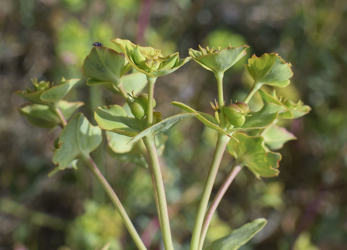 Изображение особи Euphorbia terracina.