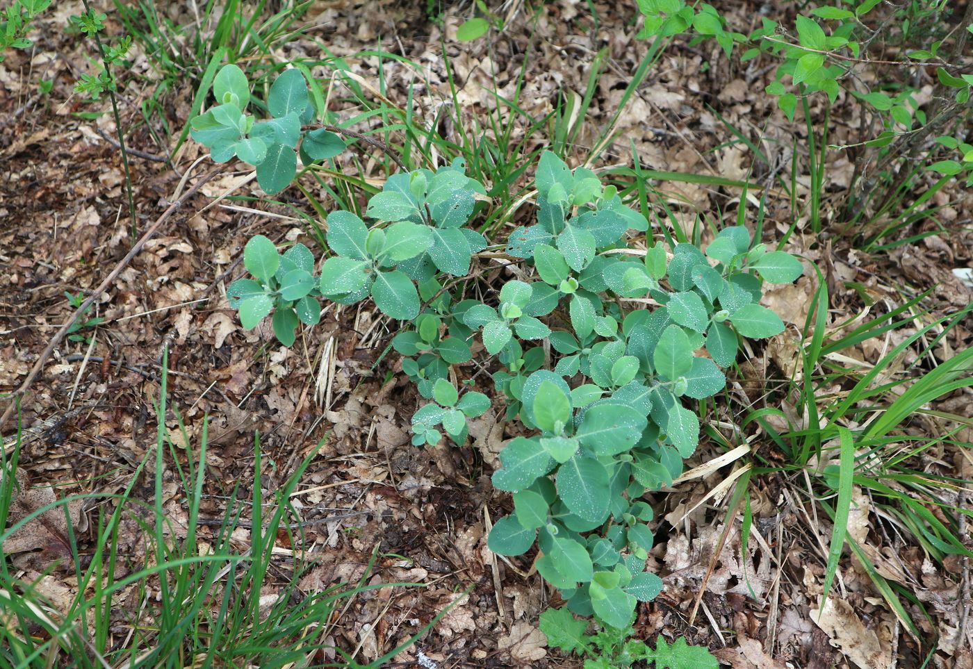 Изображение особи Lonicera etrusca.