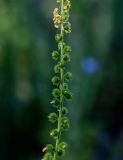 Agrimonia eupatoria. Часть побега с плодами. Оренбургская обл., Саракташский р-н, хр. Карамурунтау, луговой склон. 07.07.2023.