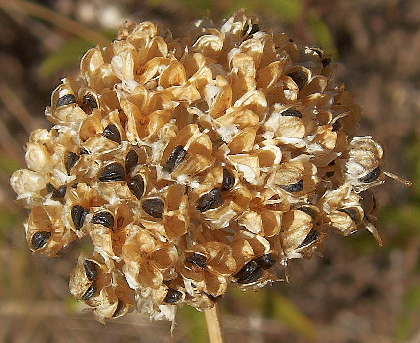 Image of Allium cretaceum specimen.