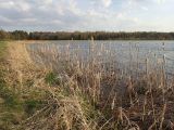 Typha angustifolia. Засохшие прошлогодние плодоносящие побеги. Беларусь, Минская обл., Мядельский р-н, национальный парк \"Нарочанский\", окр. детского санатория \"Зубрёнок\", у берега пруда, на мелководье. 10.04.2024.