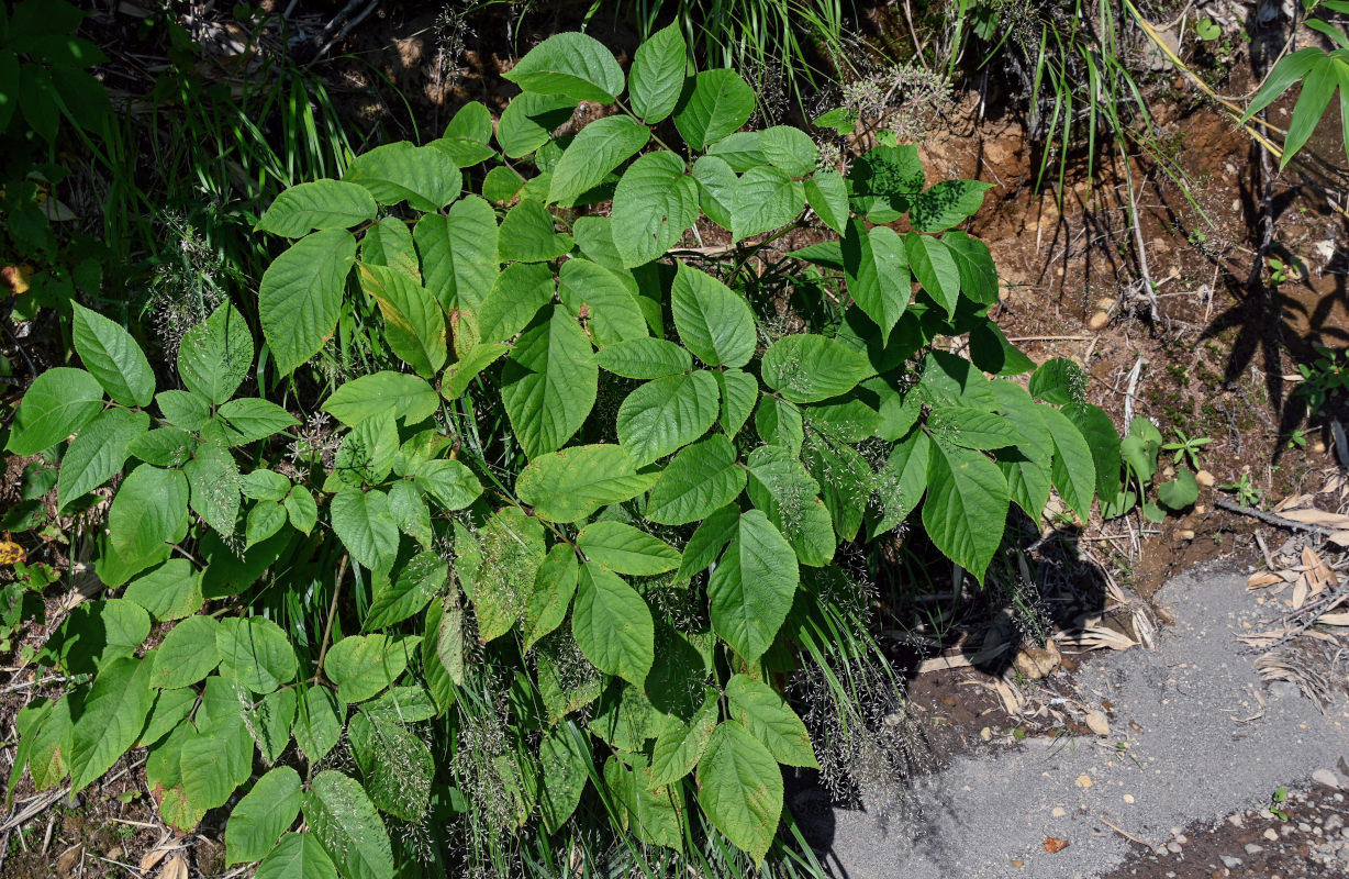 Image of Aralia cordata specimen.