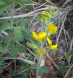 Argyrolobium biebersteinii. Верхушка цветущего побега. Абхазия, Гудаутский р-н, окр. с. Лдза, галечно-песчаный склон. 15.04.2024.