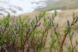 Salix kazbekensis