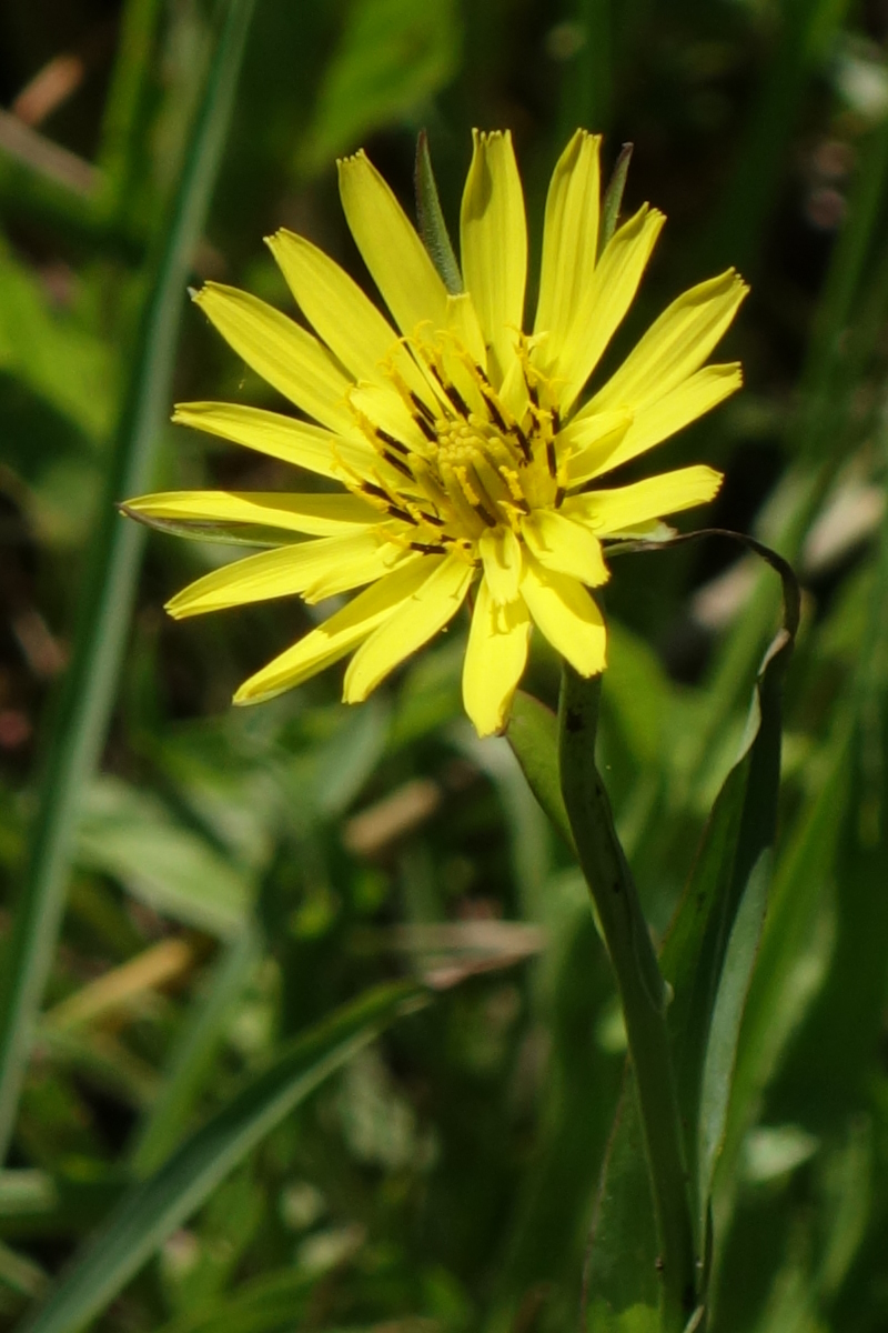 Изображение особи Tragopogon dubius ssp. major.