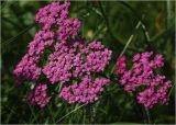 Achillea millefolium. Соцветия (культивар). Московская обл., Раменский р-н, окр. дер. Хрипань, садовый участок. 02.07.2024.