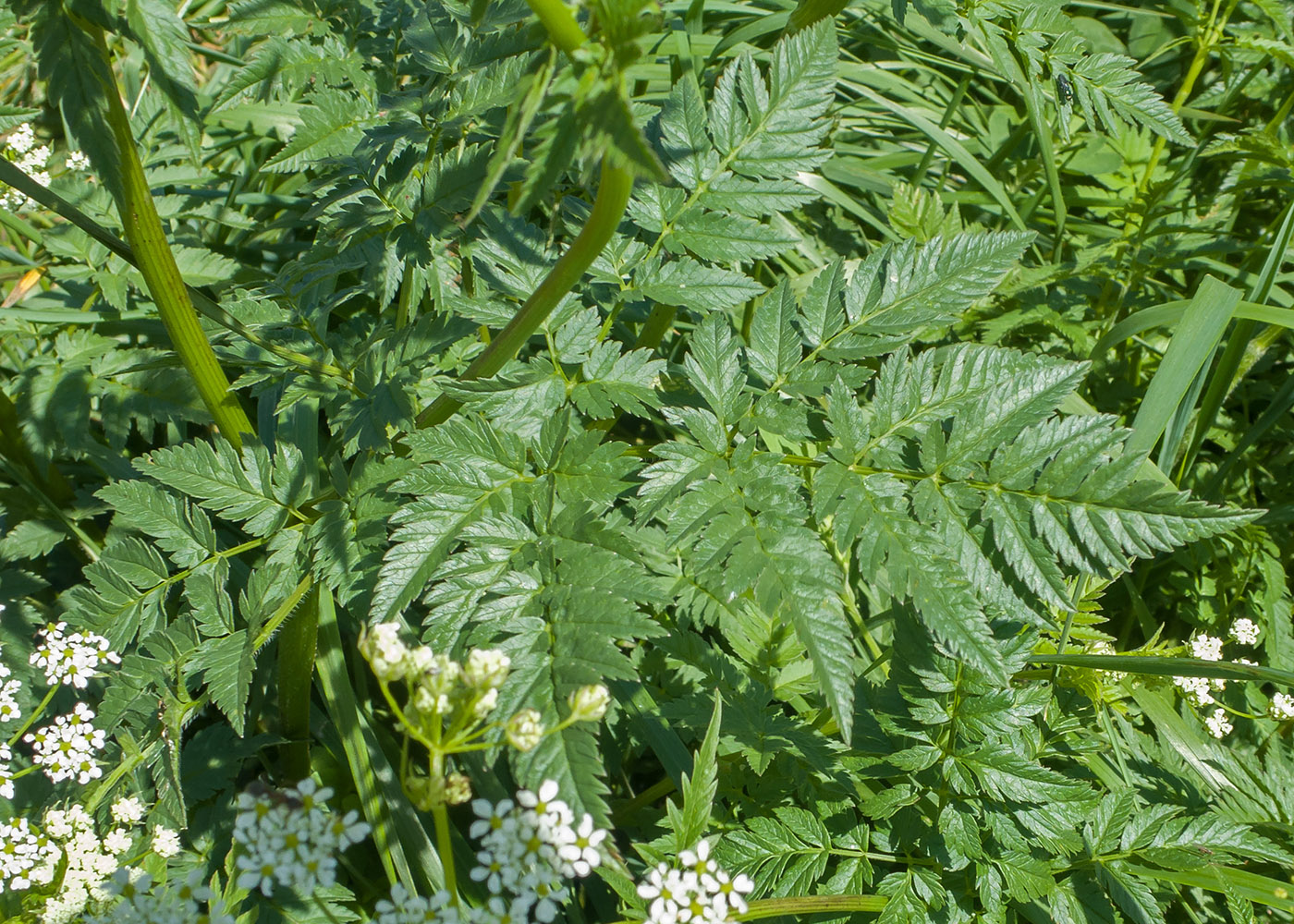 Изображение особи Anthriscus sylvestris.