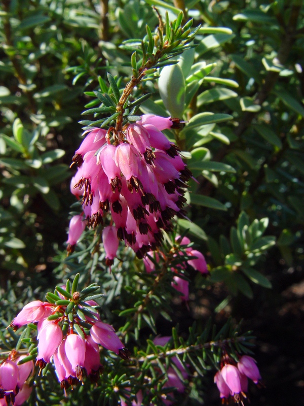 Image of Erica × darleyensis specimen.