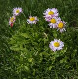 Bellis perennis. Цветущие растения. Пермский край, Краснокамский р-н, окр. пос. Оверята, разнотравный луг. 21.05.2024.