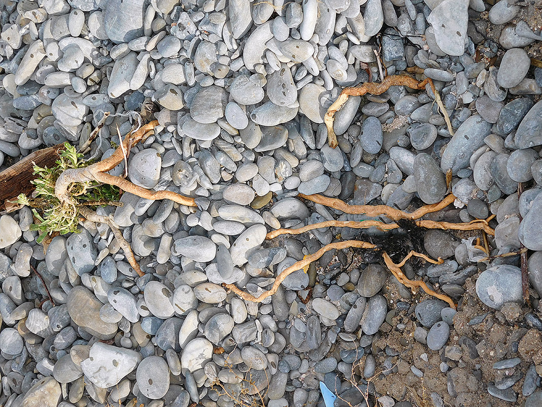 Image of Gypsophila perfoliata specimen.