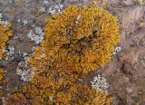 Rusavskia sorediata