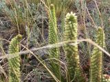 Orostachys spinosa. Цветущие растения. Бурятия, горный склон Хамар-Дабана у Ю-З побережья оз. Гусиное, 16 августа 2005 г.