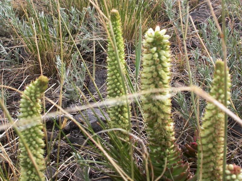 Image of Orostachys spinosa specimen.