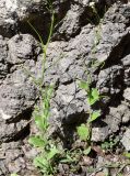 Arabis auriculata