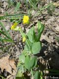 Lathyrus aphaca