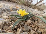 Tulipa turkestanica