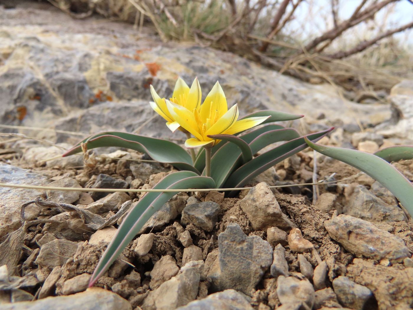 Image of Tulipa turkestanica specimen.